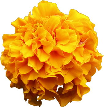 Big Yellow Flower
