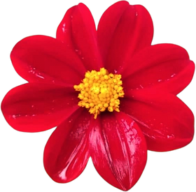 Red and Yellow Realistic Single Dahlia Flower