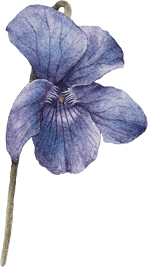 Sweet Violet Flower