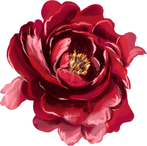 Burgundy peony. Marsala flowers.Red botanical