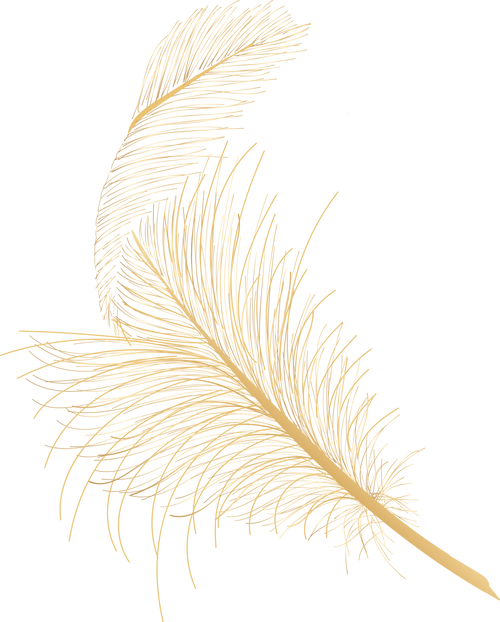 feathers hand drawn