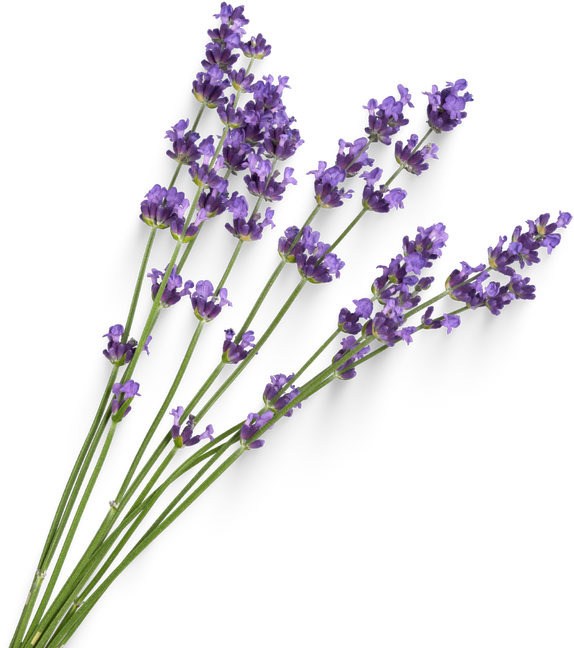 Lavender flowers