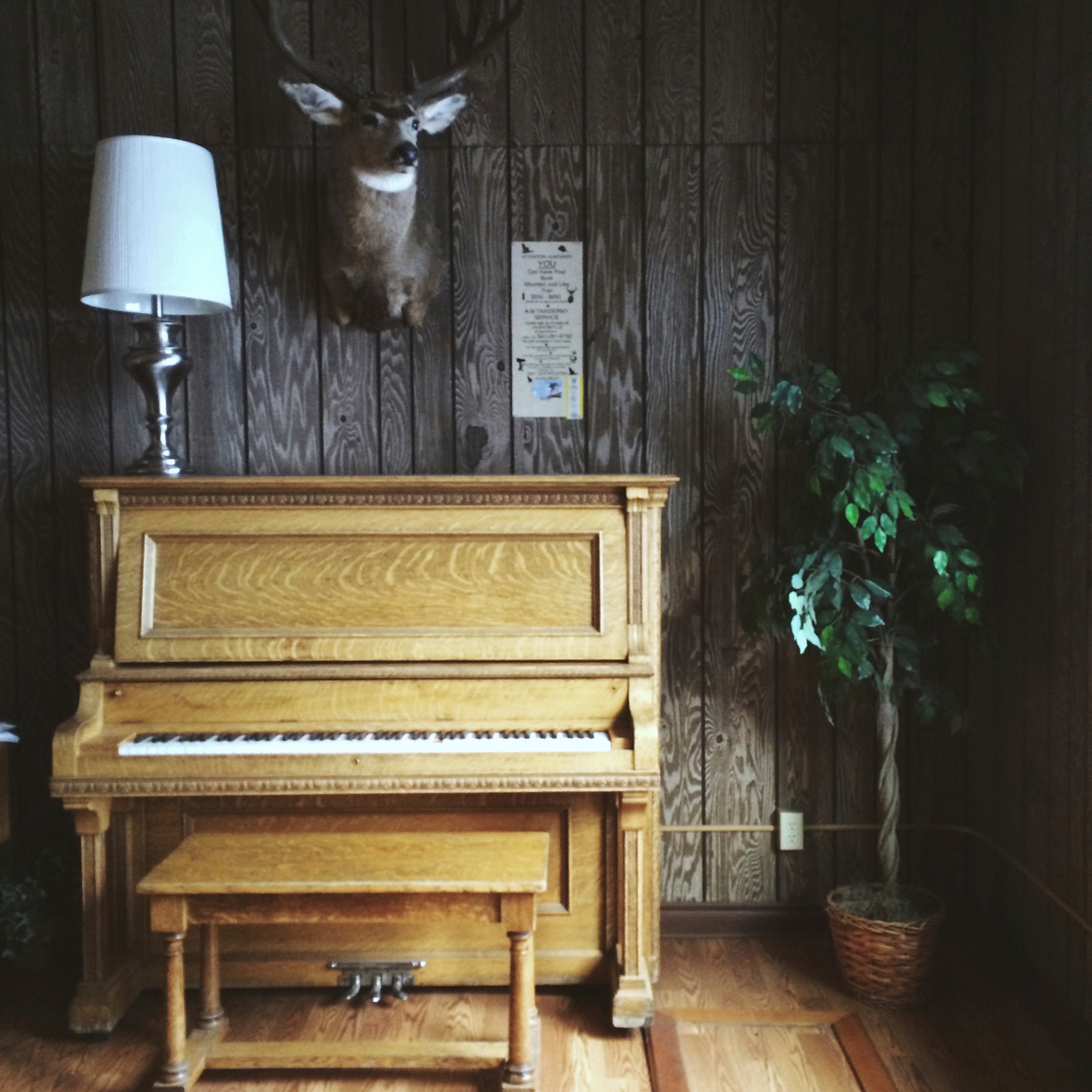 Old Vintage Piano and Taxidermy Animal Head in Wooden Cabin