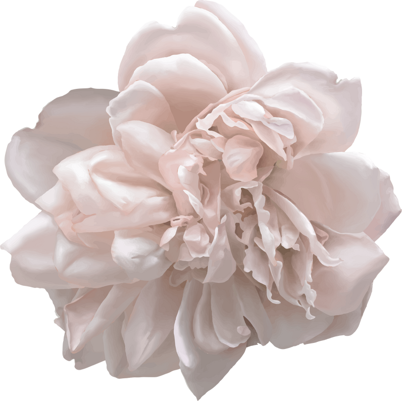 Realistic peony flower