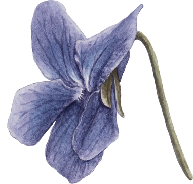 Flower Leaf Plant Illustration