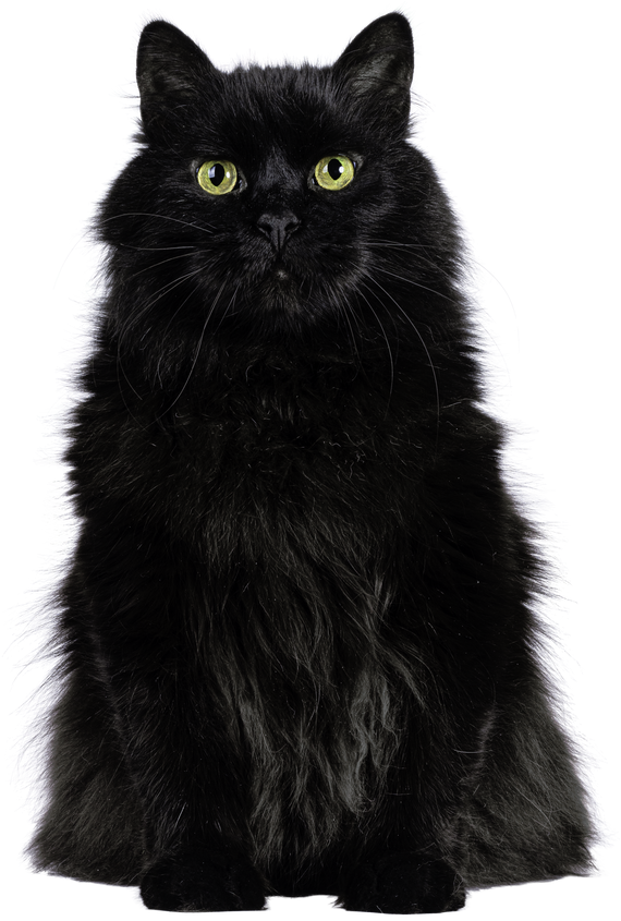 Black Siberian Cat on Transparent Background